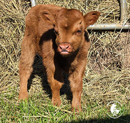 rfm-athena-baby-heifer-a.jpg